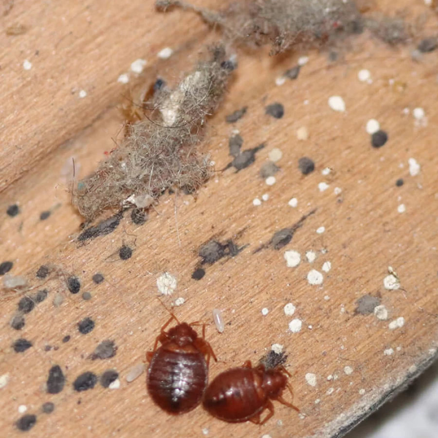 Bed bug Treatment in Sydney Inspection and Removal A2 Pest Management